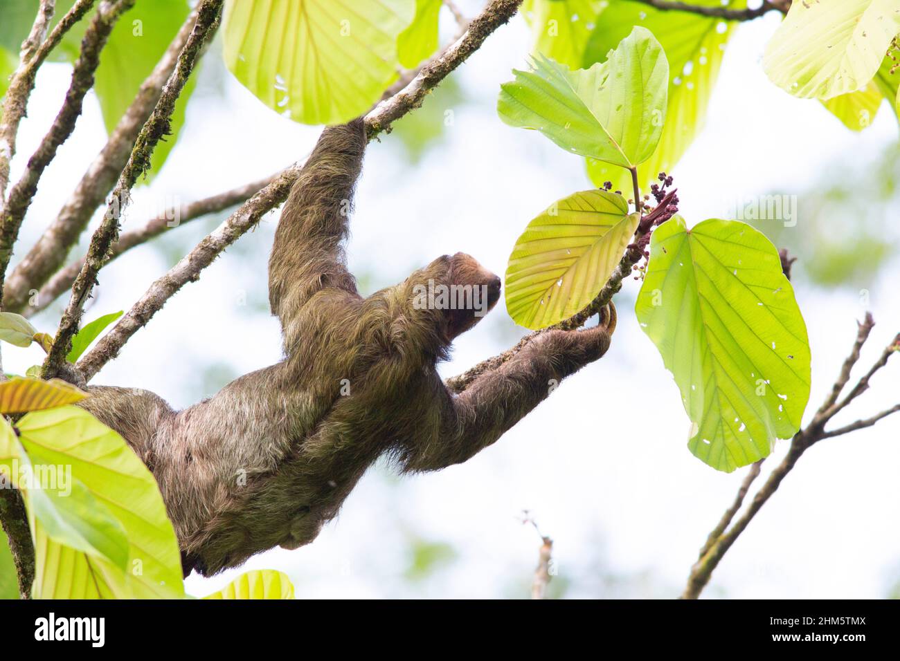 Female Three-toed Sloth (Bradypus variegatus) in lowland rainforest, La Selva Biological Station, Sarapiquí, Caribbean slope, Costa Rica. Stock Photo