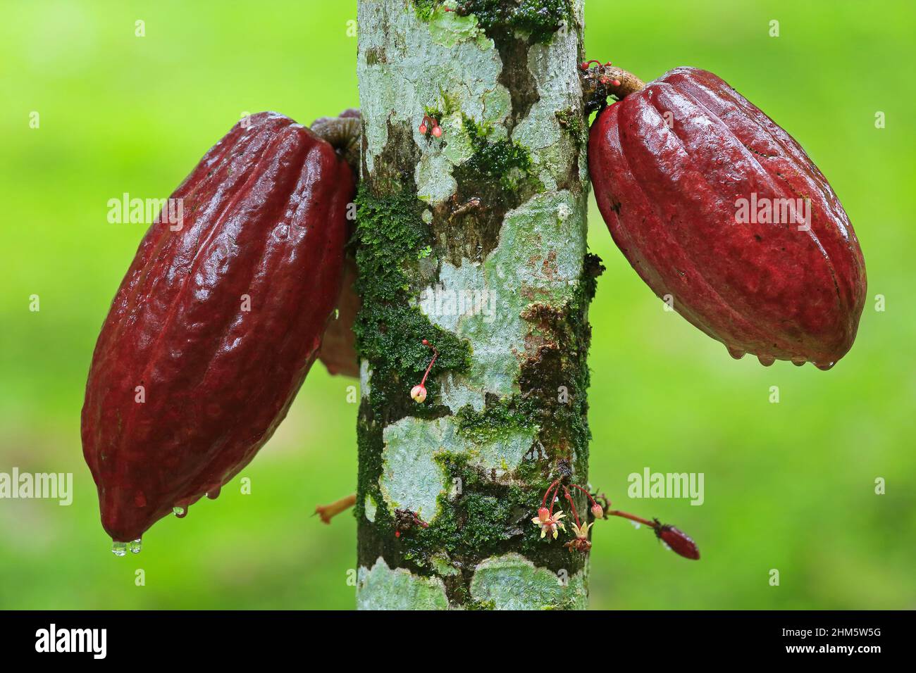 Cacao (Theobroma cacao) fruit and flowers growing on a tree. Puerto