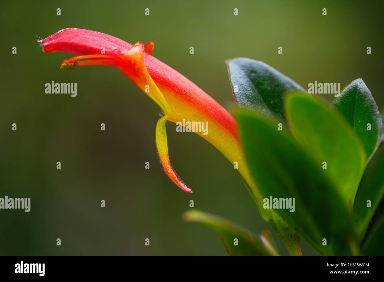 Goldfish plant (Columnea lepidocaulis). Santa Elena Cloud Forest Reserve, Monteverde, Costa Rica. Endemic to Costa Rica. Stock Photo