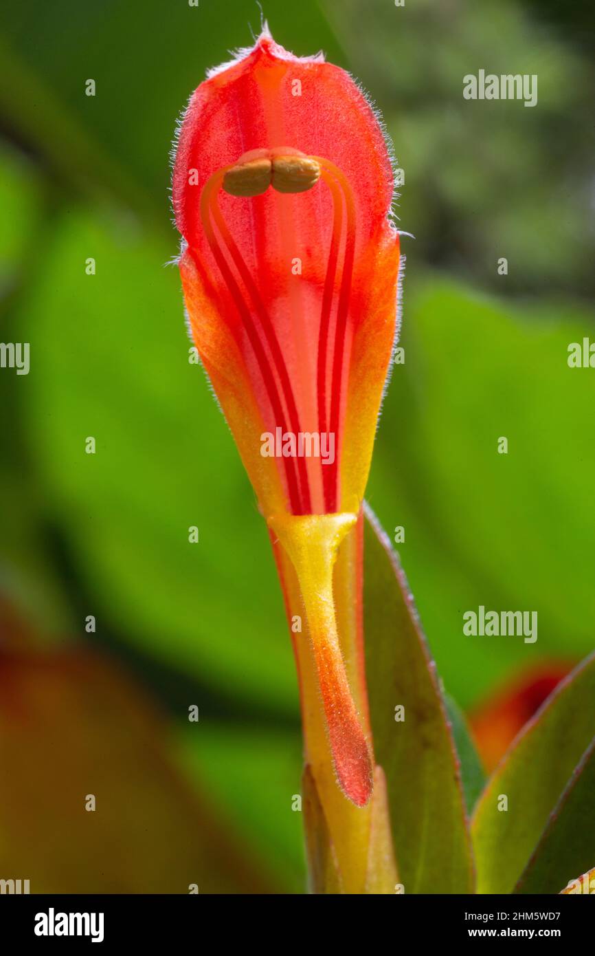 Goldfish plant (Columnea lepidocaulis). Santa Elena Cloud Forest Reserve, Monteverde, Costa Rica. Endemic to Costa Rica. Stock Photo