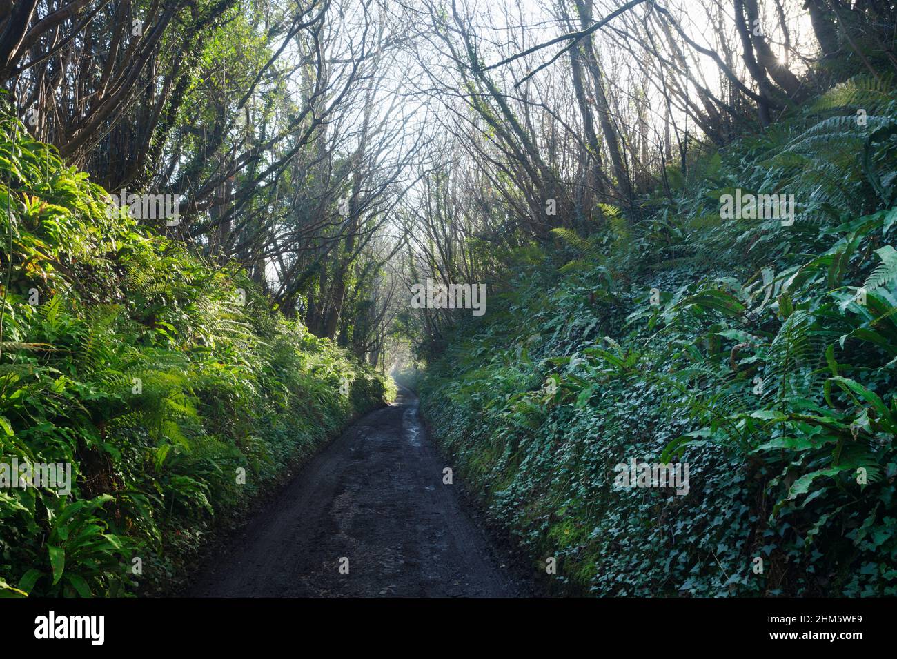 A deep holloway worn into the soft sandstone bedrock from hundreds of years of footfall. Dorset, UK. Stock Photo