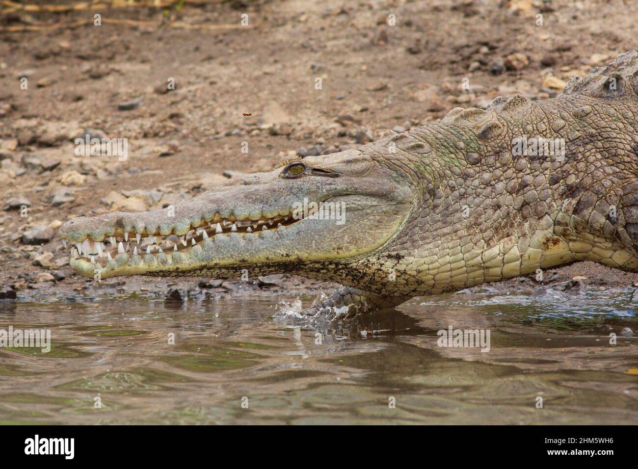American Crocodile (Crocodylus acutus) walking into river.  River Tempisque, Guanacaste, Costa Rica. Stock Photo