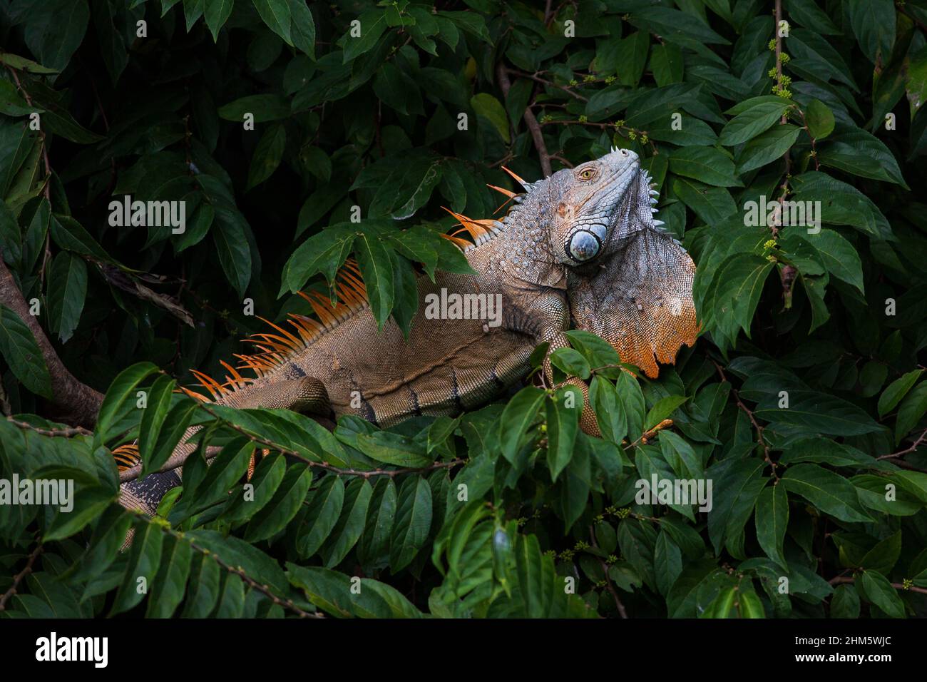 Male Green Iguana (Iguana iguana) displaying throat dewlap in territorial display. Palo Verde National Park, Guanacaste, Costa Rica. Stock Photo
