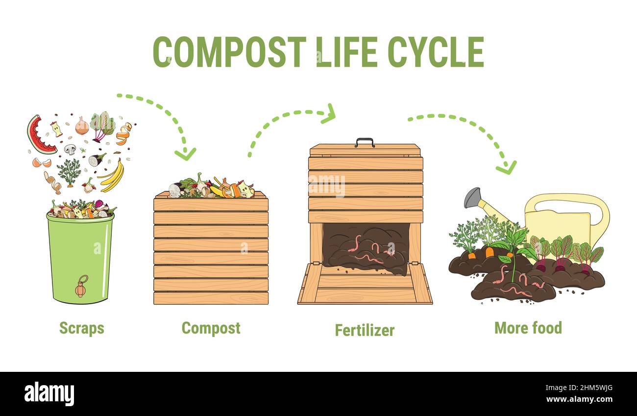 Compost life circle infographic. Composting process. Schema of recycling organic waste from collecting kitchen scraps to use compost for farming. Stock Vector