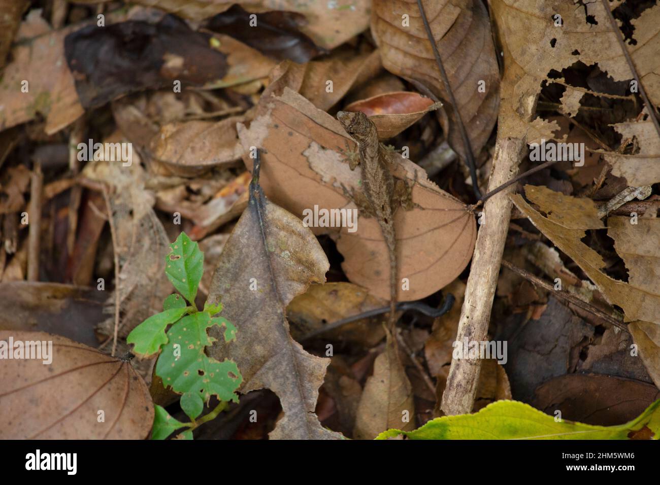 Anole lizard camouflaged on rainforest floor. La Selva Biological Station, Sarapiquí, Caribbean lowlands, Costa Rica. Stock Photo