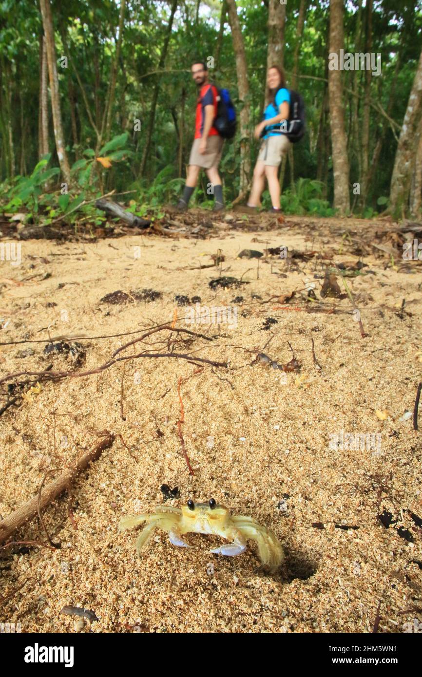 Tourists walking past an Atlantic ghost crab (Ocypode quadrata). Gandoca-Manzanilla Wildlife Refuge, South Caribbean coast, Costa Rica. Stock Photo