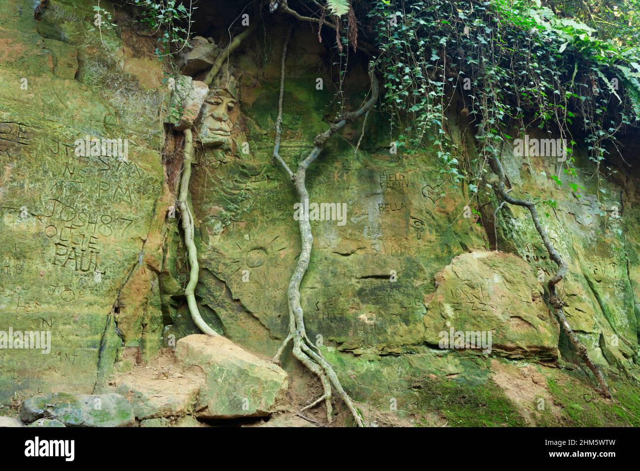 Face carving, tree roots and other graffiti on the sandstone sides of a deep sunken holloway. Dorset, UK. Stock Photo