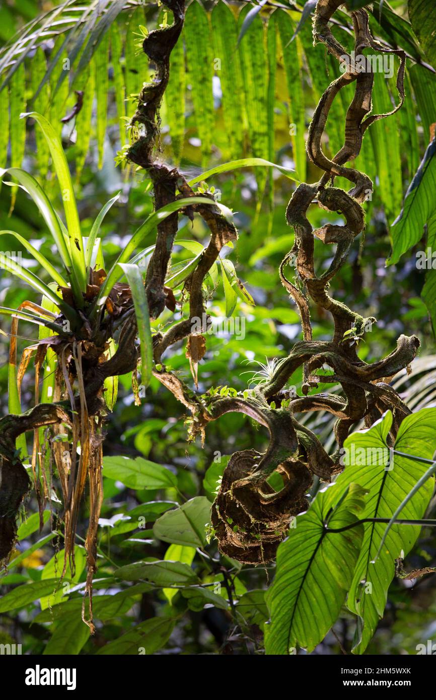 Monkey ladder liana (Bauhinia guianensis). Lowland rainforest, La Selva Biological Station, Sarapiquí, Caribbean slope, Costa Rica. Stock Photo