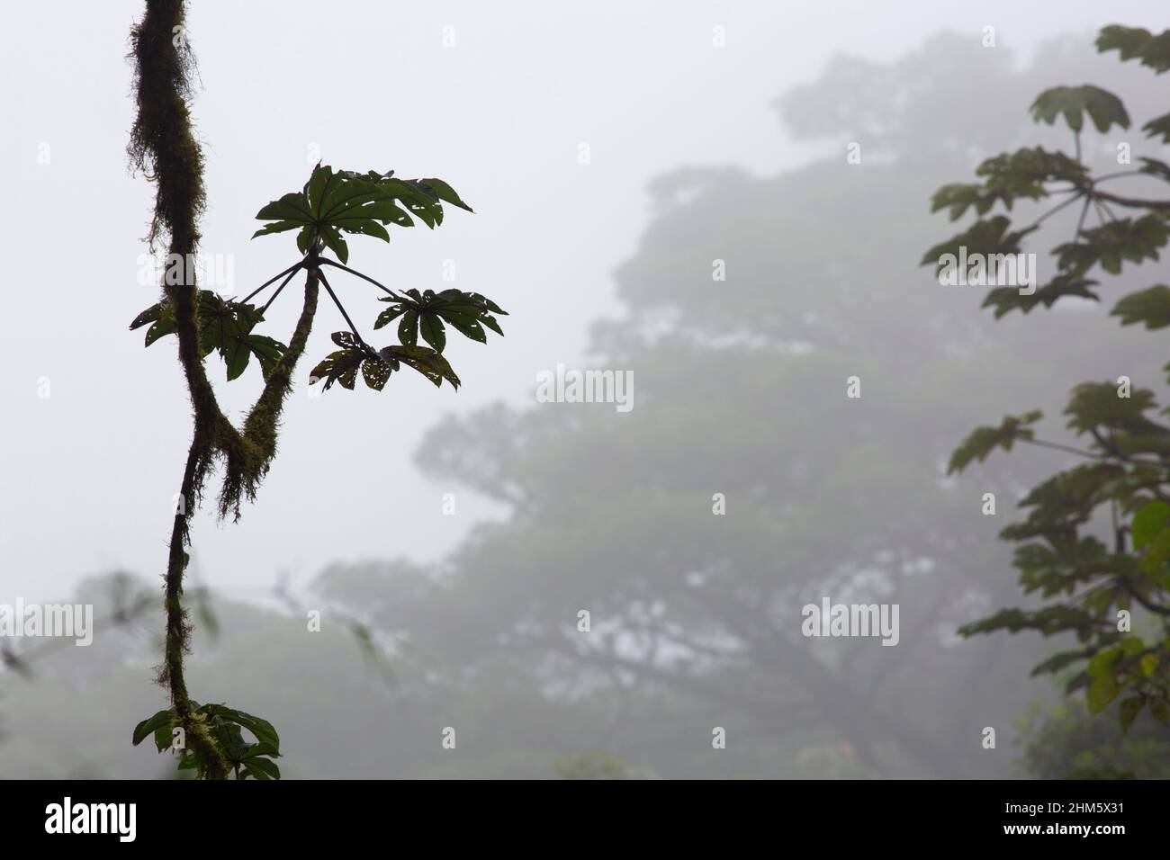 Canopy of Santa Elena Cloud Forest Reserve, Monteverde, Costa Rica. Stock Photo