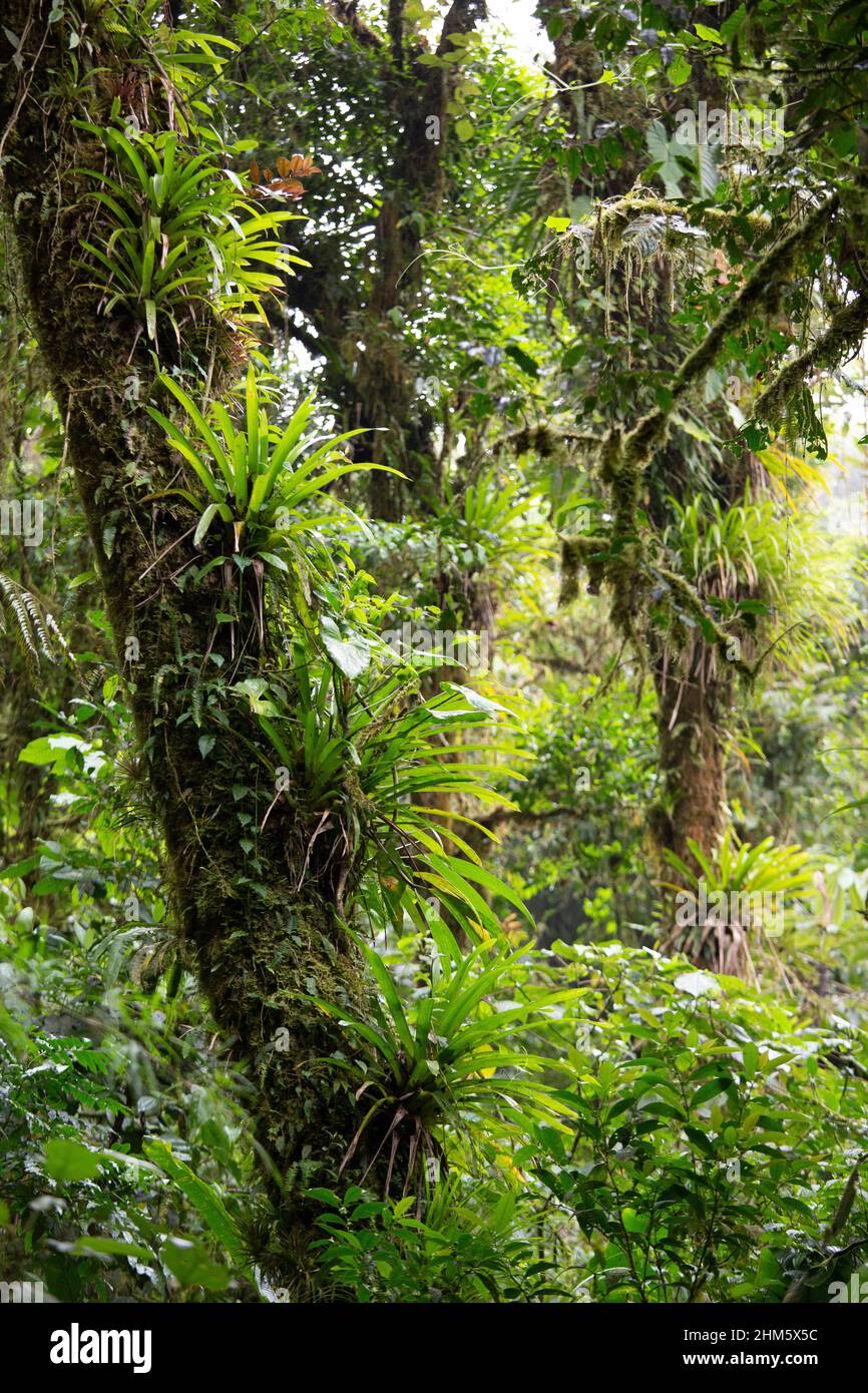 Bromeliads in Santa Elena Cloud Forest Reserve, Monteverde, Costa Rica. Stock Photo