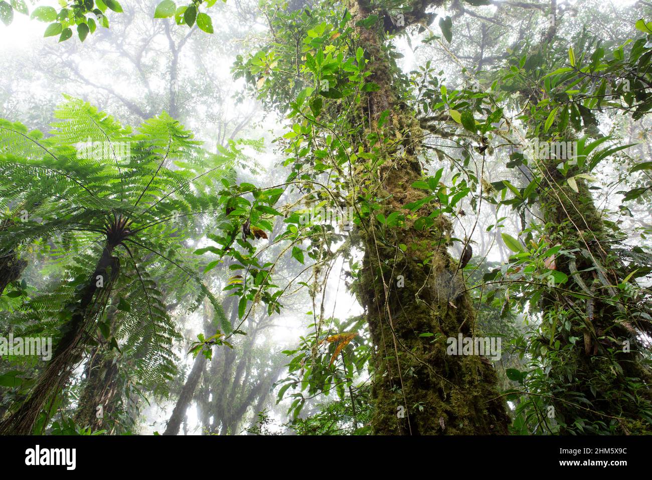 Dense understory vegetation in Santa Elena Cloud Forest Reserve, Monteverde, Costa Rica. Stock Photo