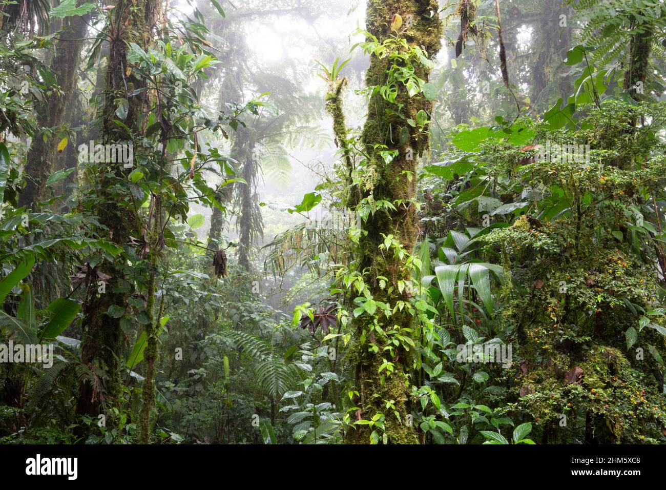 Dense understory vegetation in Santa Elena Cloud Forest Reserve, Monteverde, Costa Rica. Stock Photo