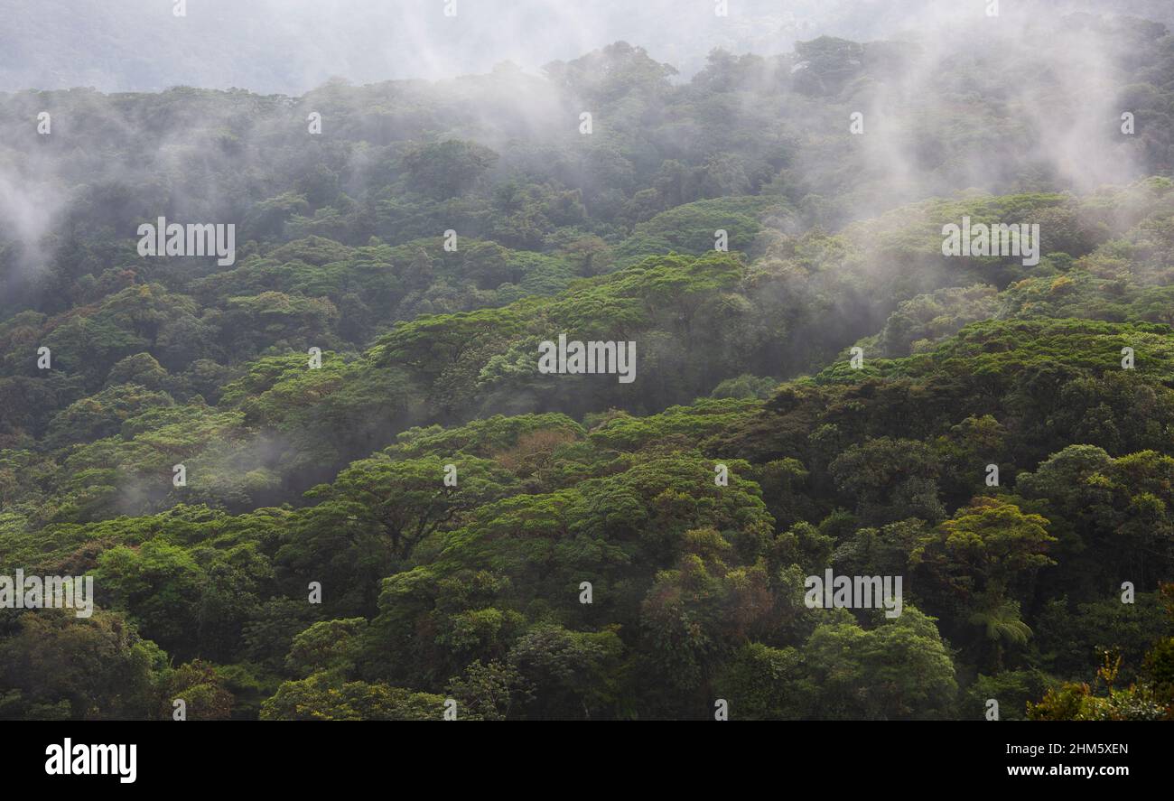 Misty canopy of Santa Elena Cloud Forest Reserve, Monteverde, Costa Rica. Stock Photo