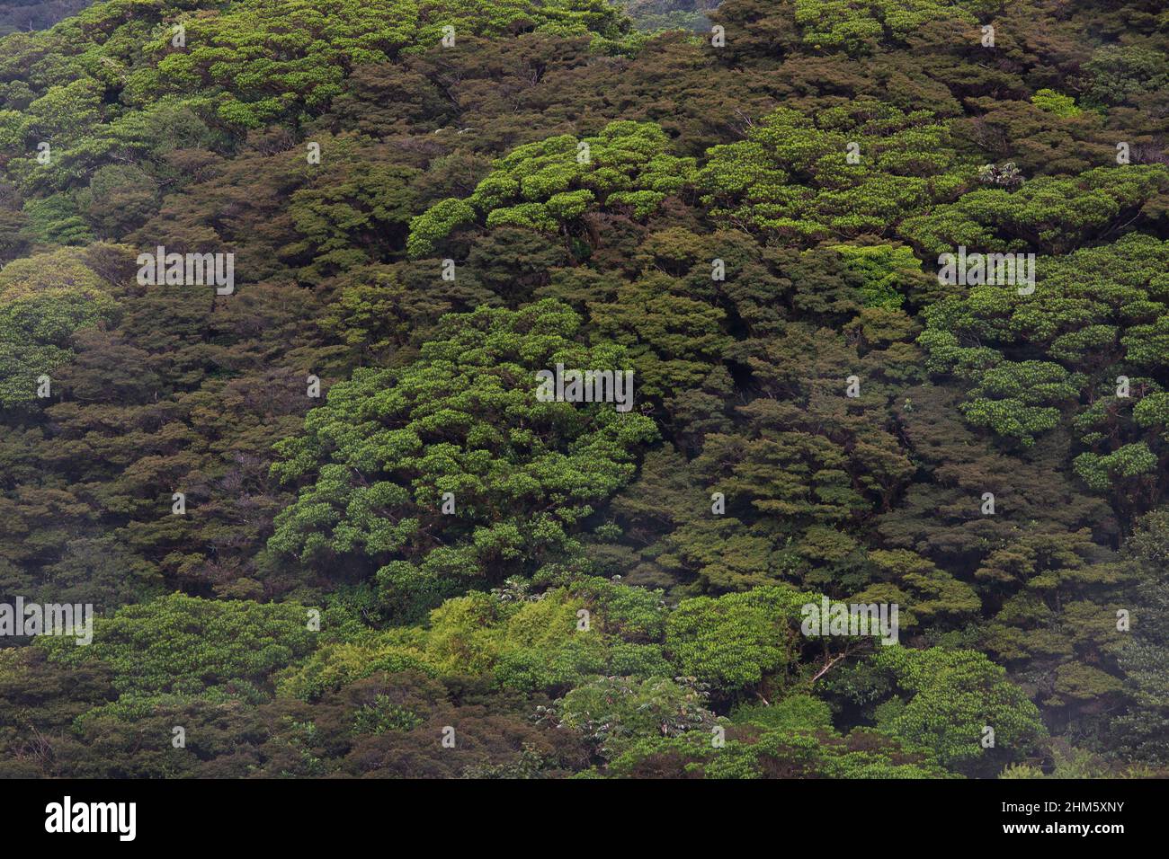 Canopy of Santa Elena Cloud Forest Reserve, Monteverde, Costa Rica. Stock Photo