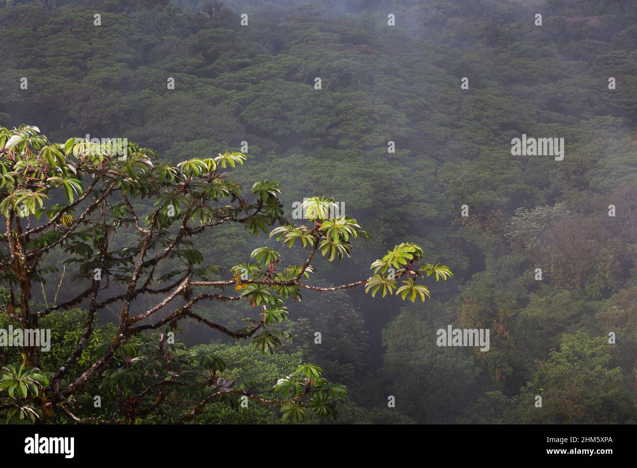 Misty canopy of Santa Elena Cloud Forest Reserve, Monteverde, Costa Rica. Stock Photo