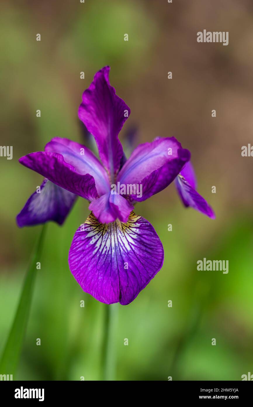 Flowers of Siberian iris, Iris sanguinea, wetted by rain Stock Photo