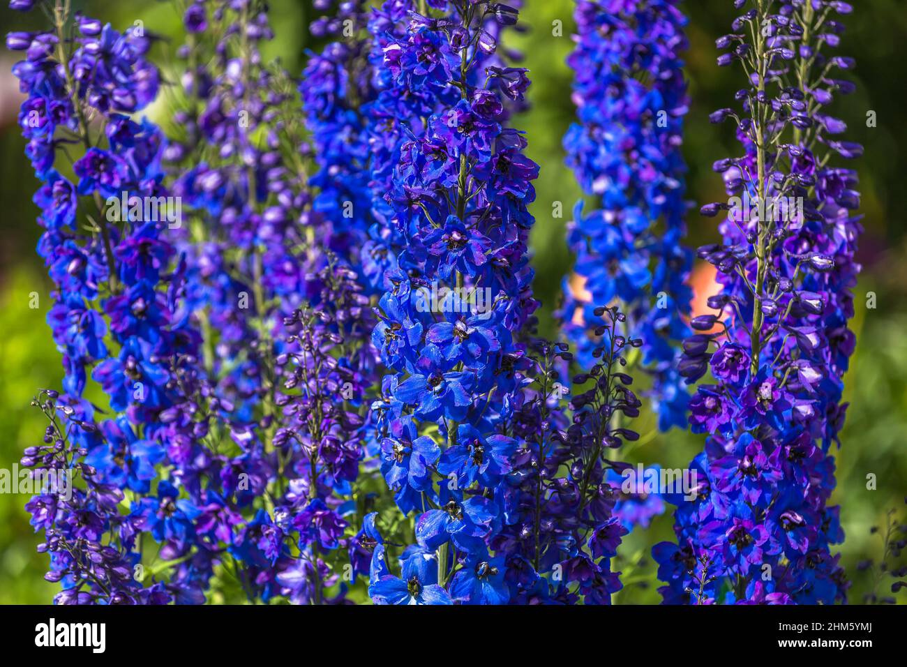 Purple lilac delphinium flower hi-res stock photography and images - Alamy