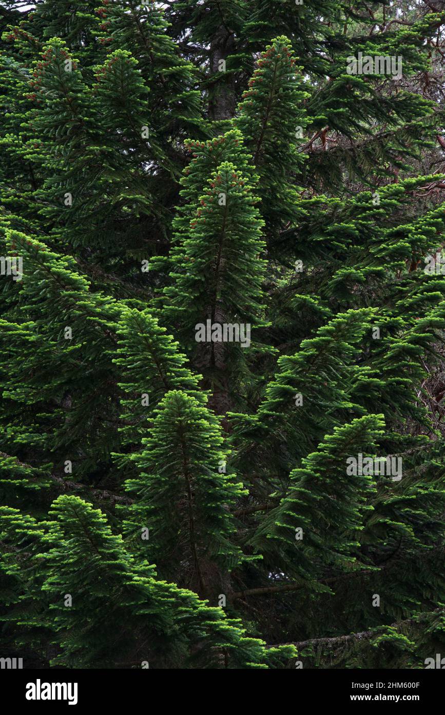 Pacific silver fir (Abies amabilis) branches with green needles Stock Photo