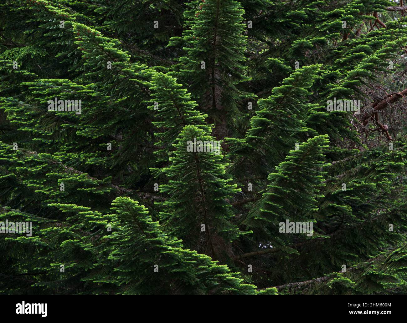 Pacific silver fir (Abies amabilis) branches with green needles Stock Photo