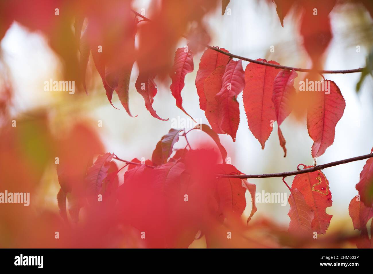 Pin cherry leaves hires stock photography and images Alamy