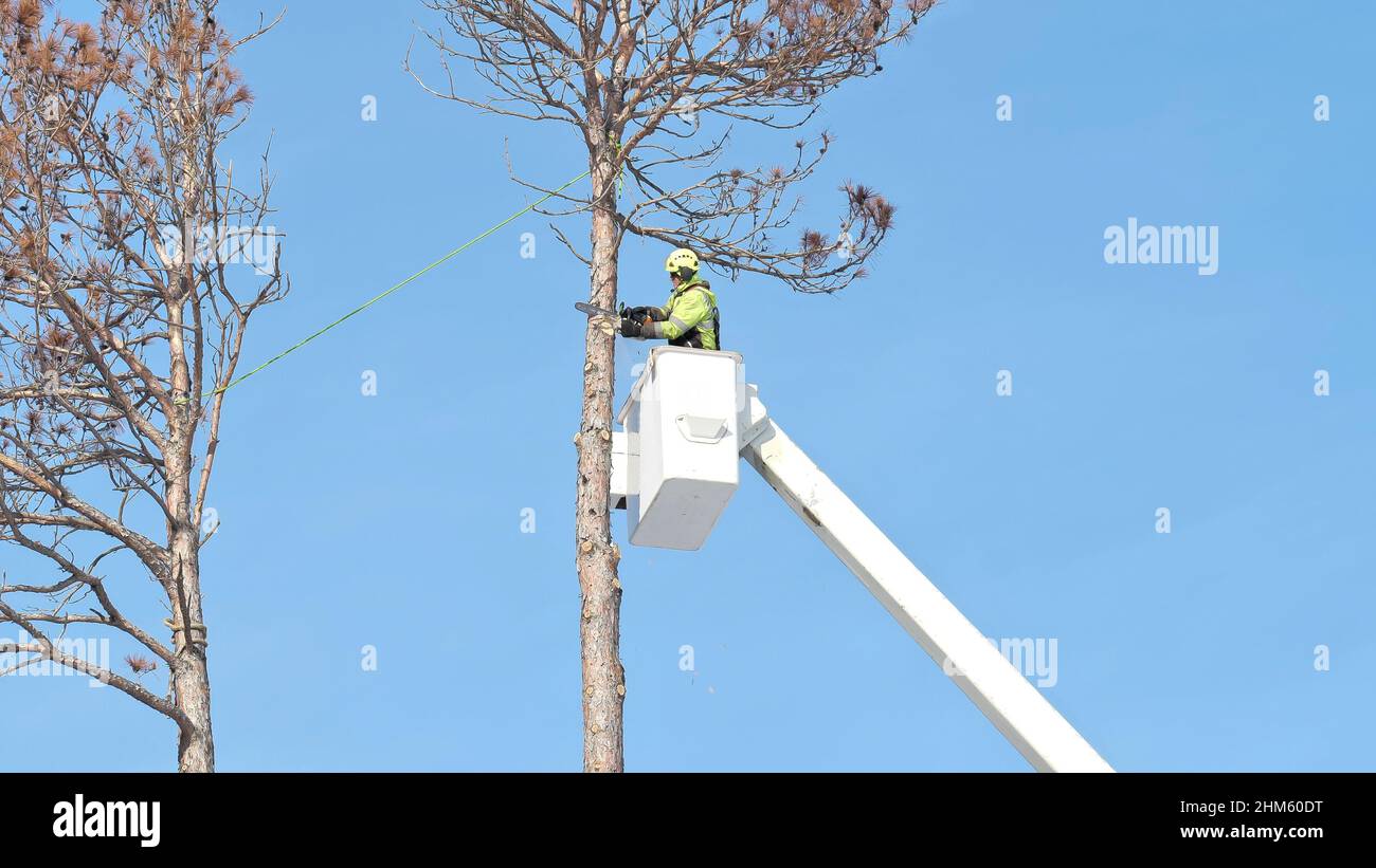 Tree removal. Arborist cuts off top of a dead pine tree with a chainsaw. Stock Photo