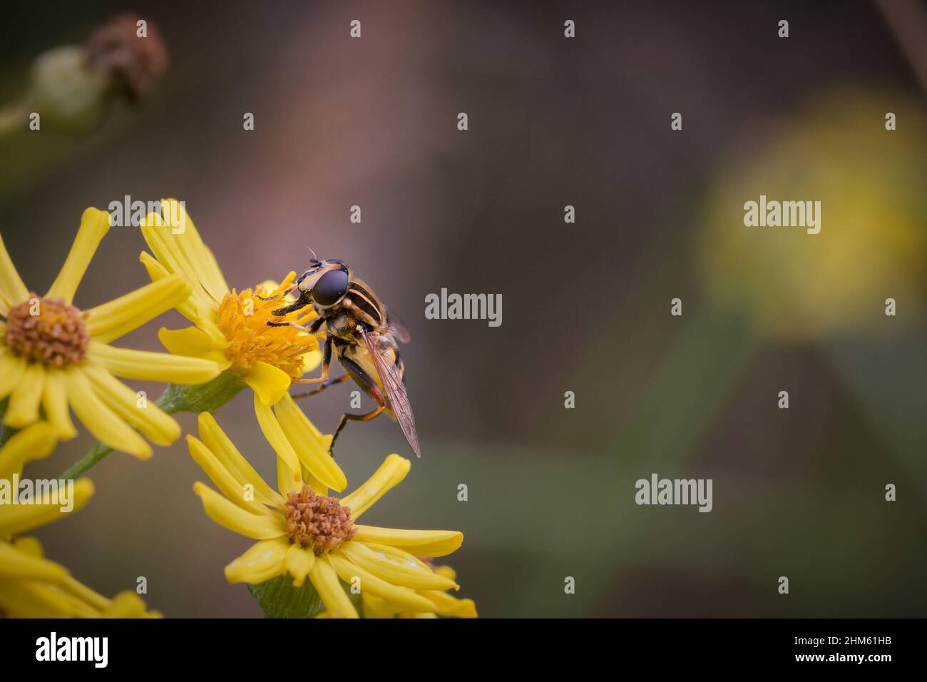 A hoverfly (Helophilius pendulus) feeds on the yellow fenland flowers Stock Photo
