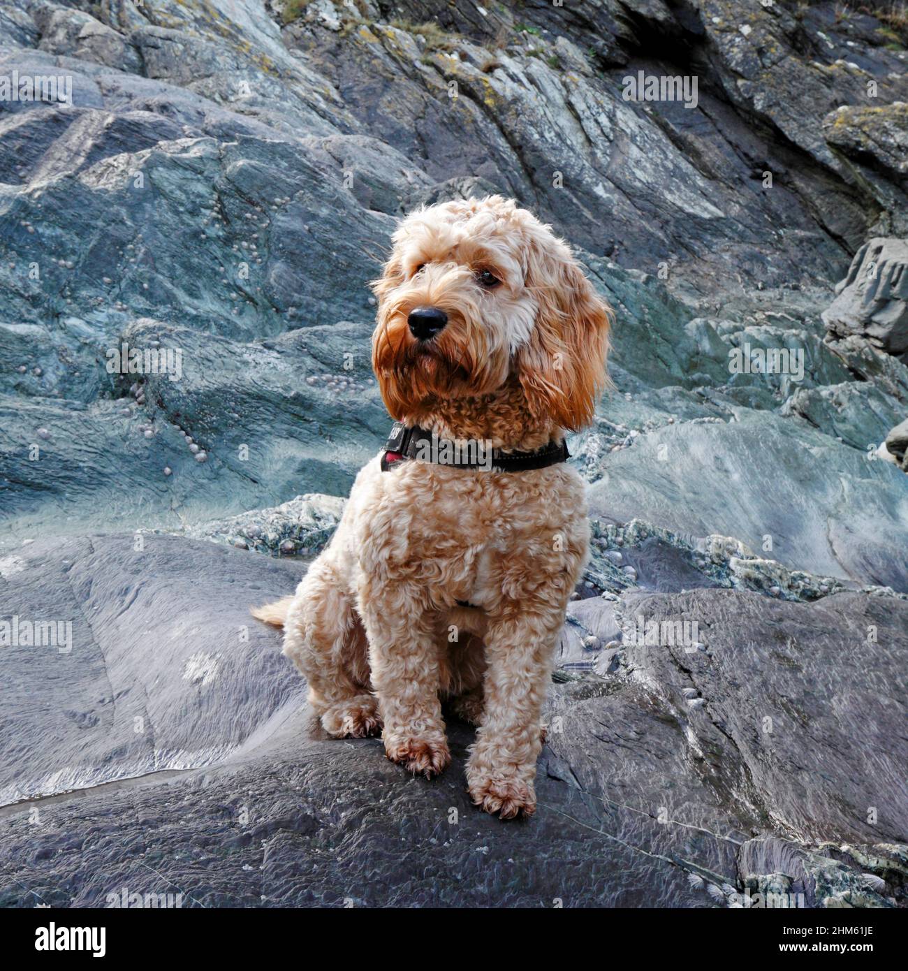 Beautiful cockerpoo hi-res stock photography and images - Alamy