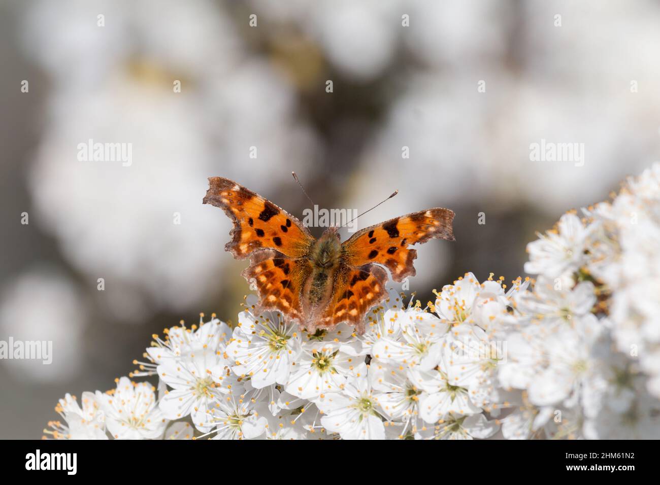 The comma butterfly (Polygonia c-album) sits on the Suffolk early Spring blossoms at Redgrave and Lopham fen Stock Photo