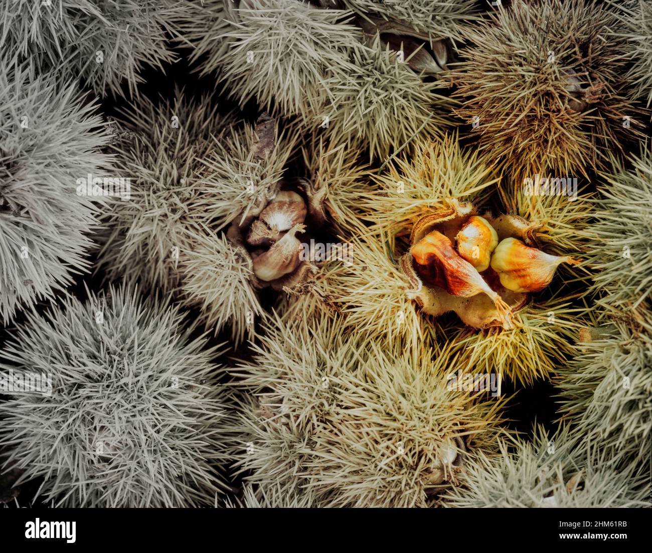 Macro natural forage food portrait of Castanea sativa, sweet chestnut, patterns and textures in nature Stock Photo