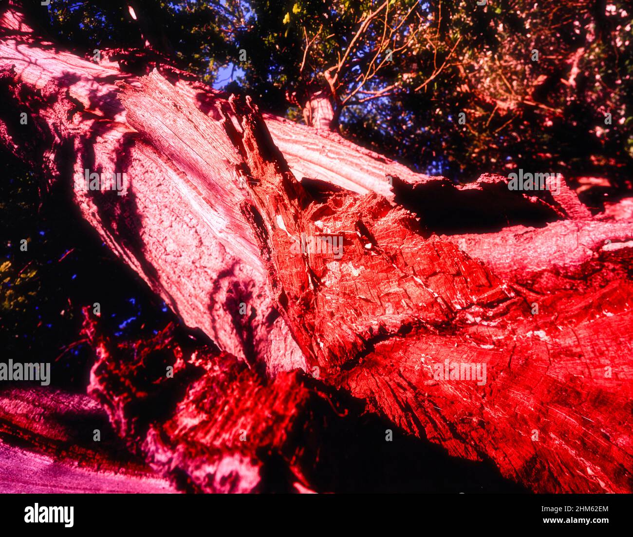Intimate Pattern Patterns and textures in nature, intimate landscape of tree patterns ...
