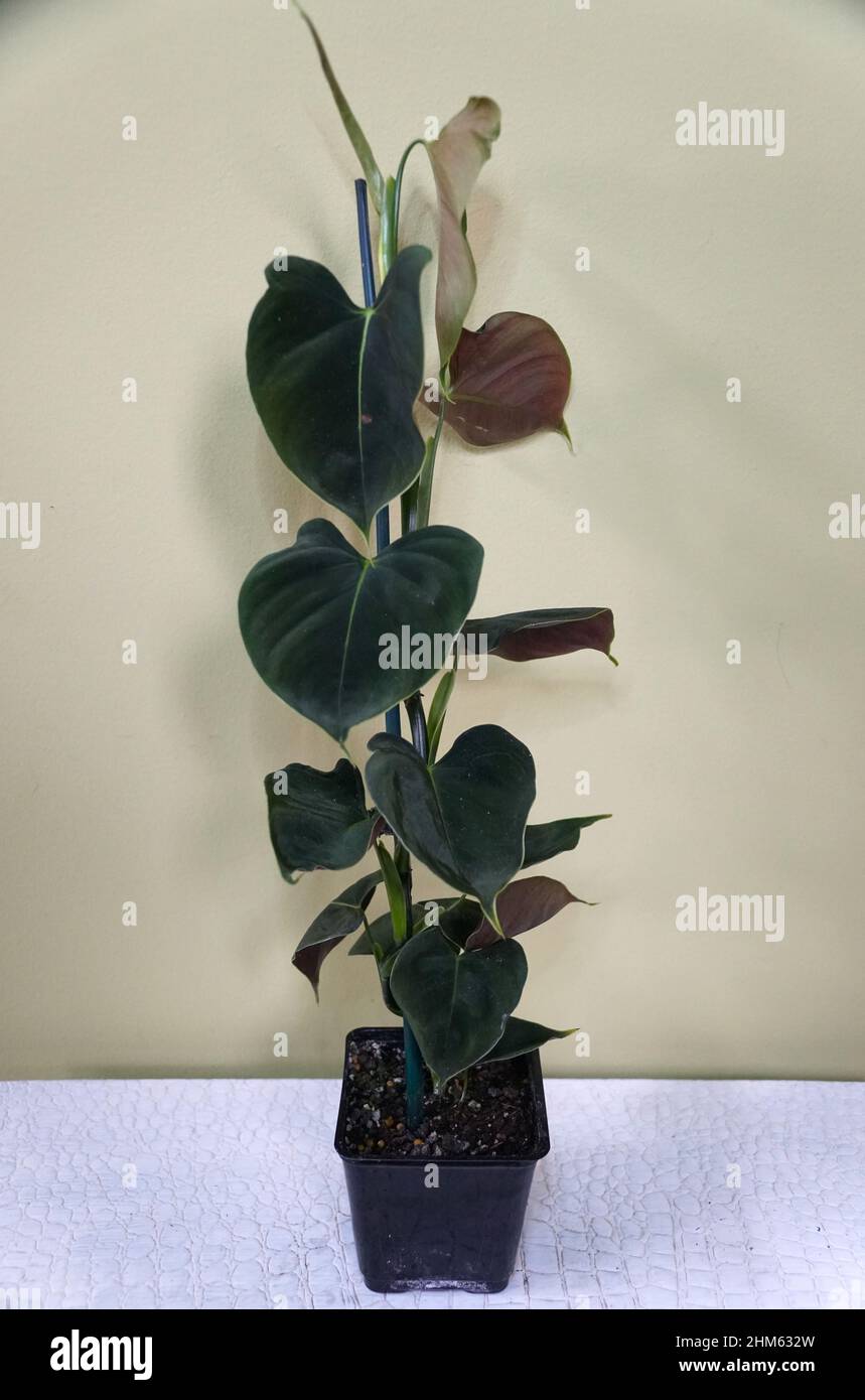 A juvenile form of Philodendron Lupinum, a velvety tropical plant Stock  Photo - Alamy