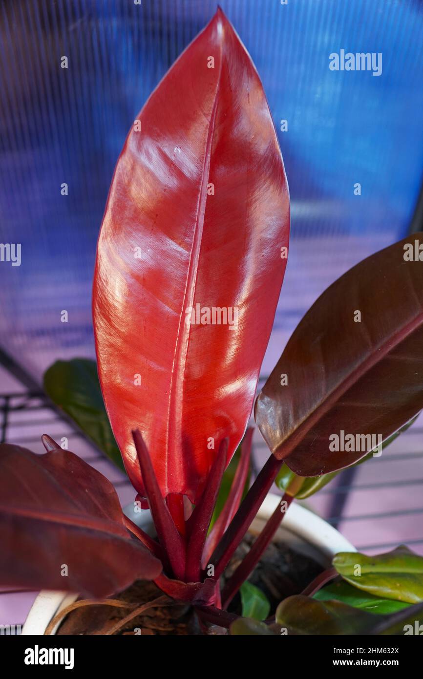 chenille plant Acalypha reptans (Chenille Plant) – Michler's Florist, Greenhouses & Garden  Design
