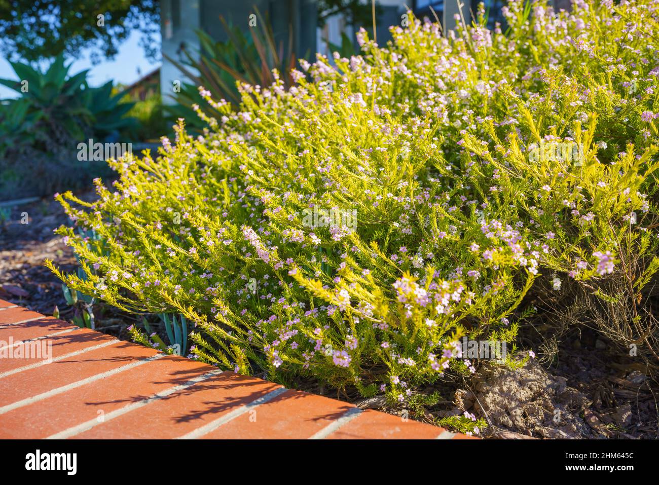Cape May plant (Coleonema album), an attractive evergreen shrub with tiny pink flowers close up in city park Stock Photo