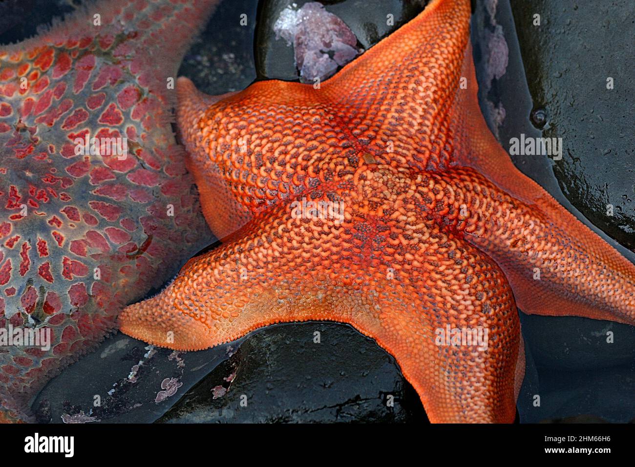 Close Up of Orange Patterned Starfish with Partial Other Starfish in Tide Pool Stock Photo