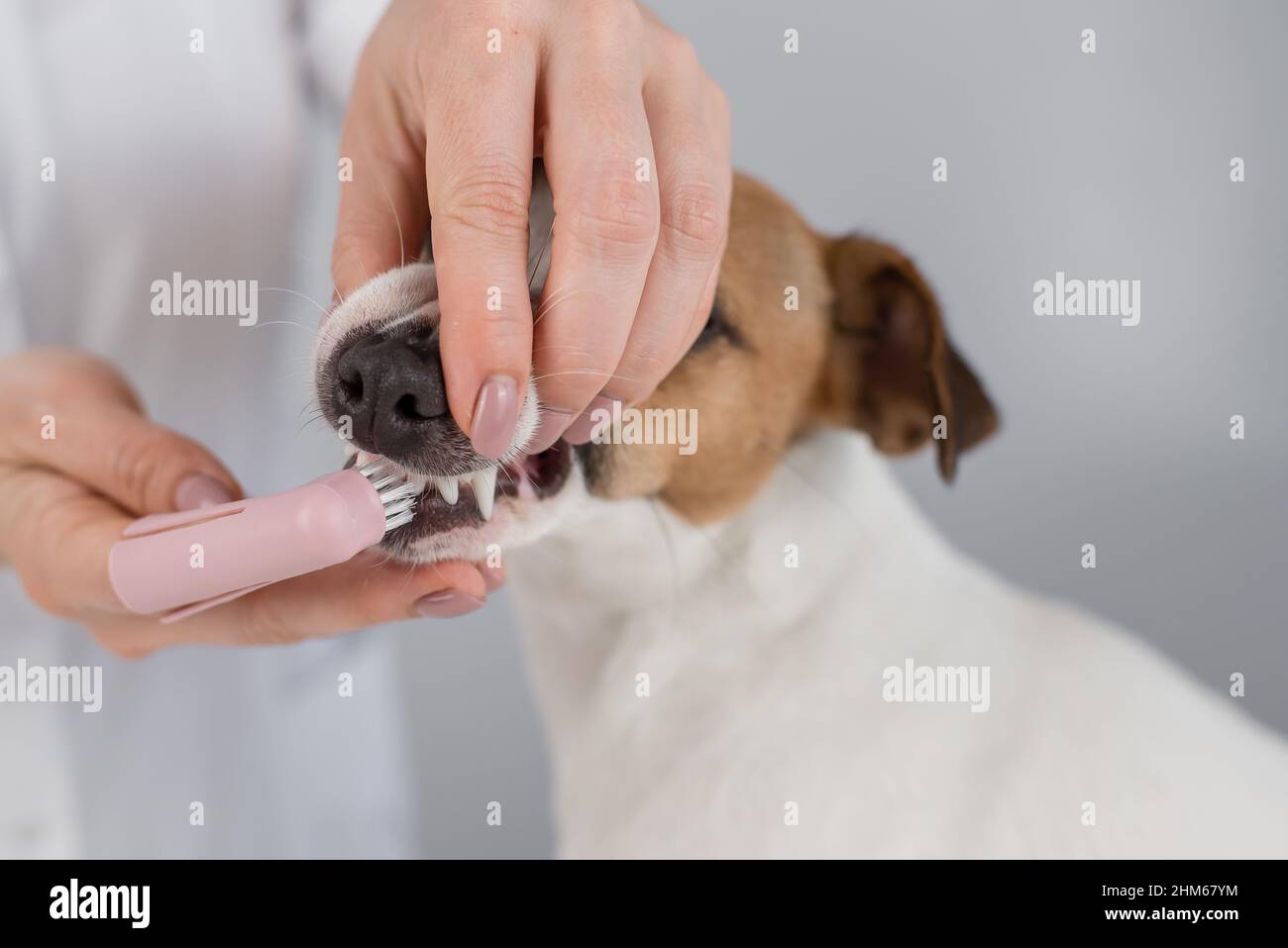 Woman veterinarian brushes the teeth of the dog jack russell terrier with a special brush