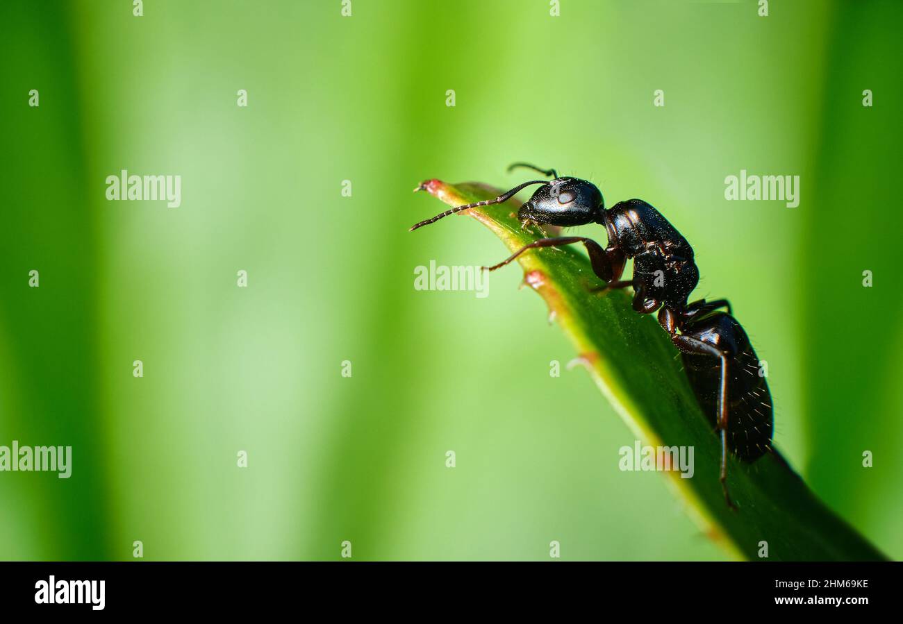 Macro image of black ant sitting on green leaf Stock Photo