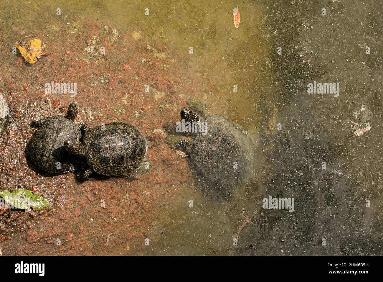 The family of turtles are in a bad environment. Turtles swim in a pond