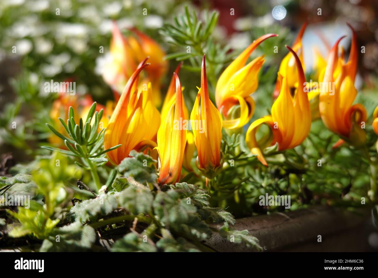 Lotus gold flash flower. Lotus maculatus growing in a pot on a patio in Southern California Stock Photo