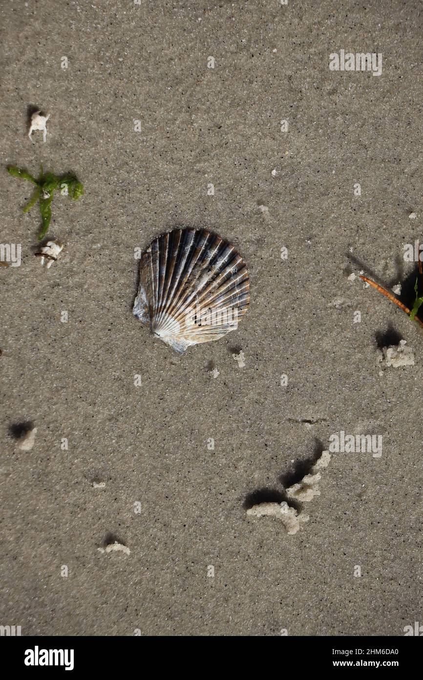 sandy scallop shell and other seaweed with a grainy sand background in