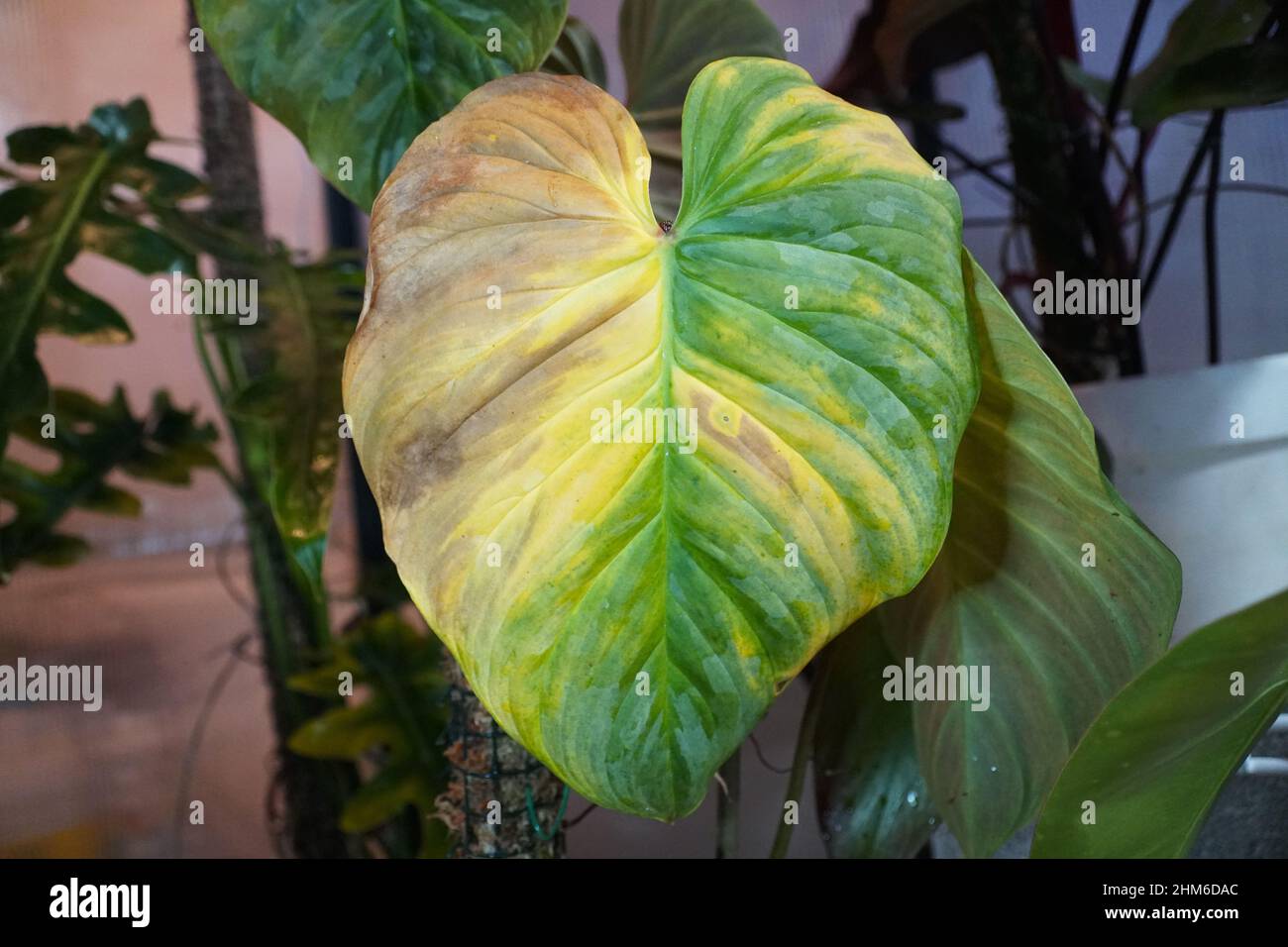 philodendron verrucosum regular form Philodendron verrucosum 