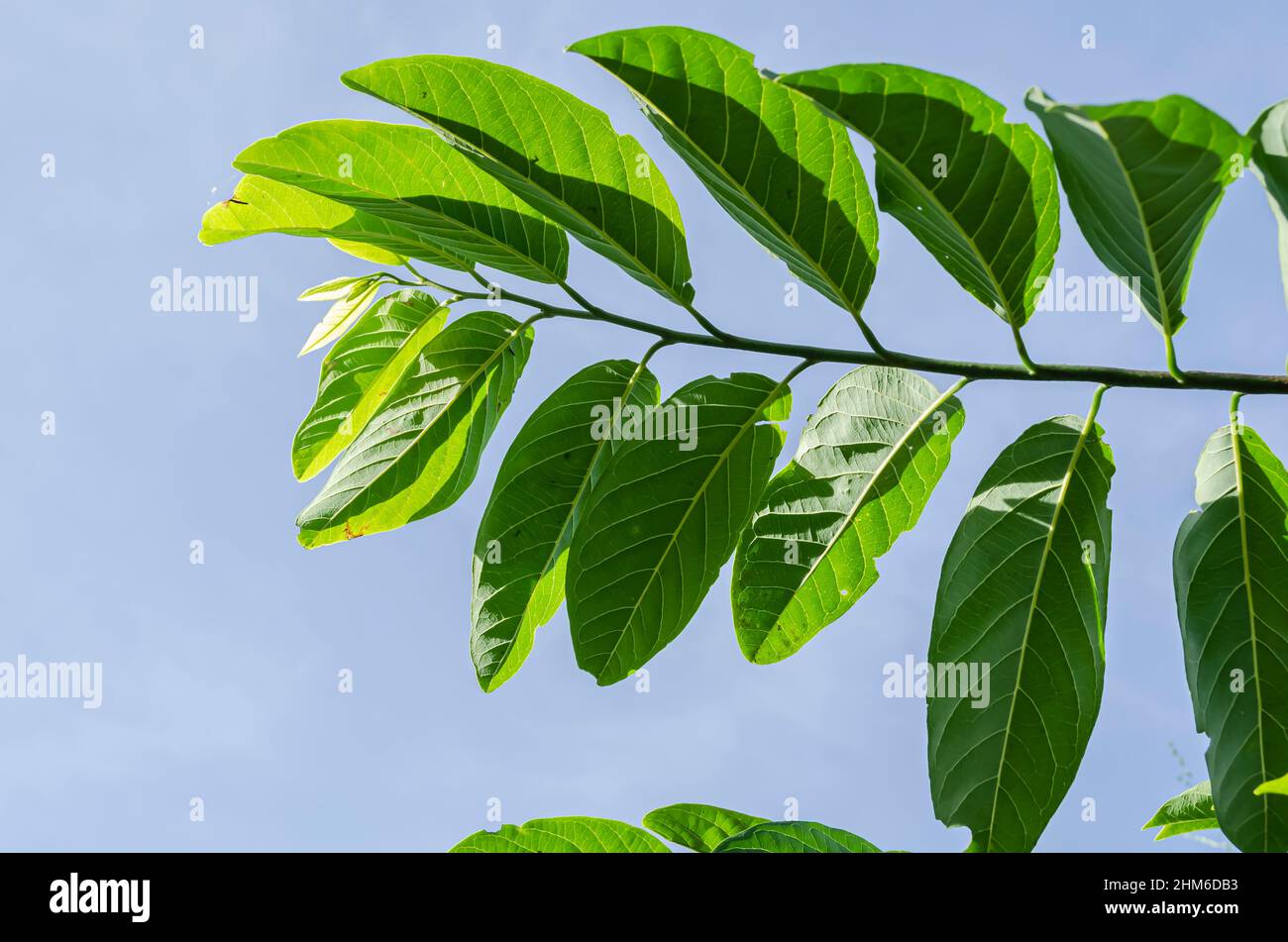 Branch Of Sweetsop Leaves Stock Photo