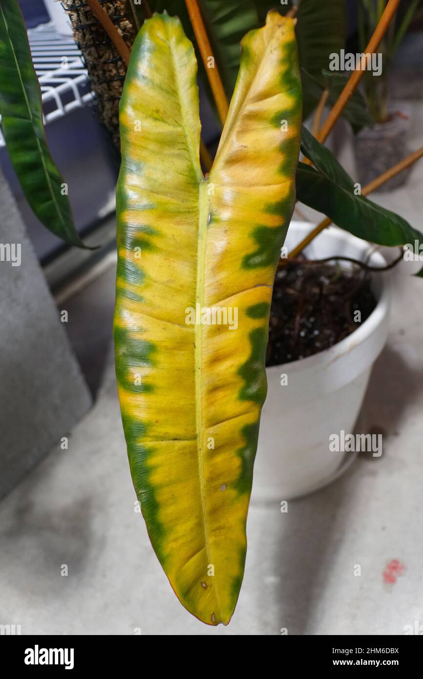 Yellowing leaf on Philodendron Billietiae due to over fertilizing Stock  Photo - Alamy
