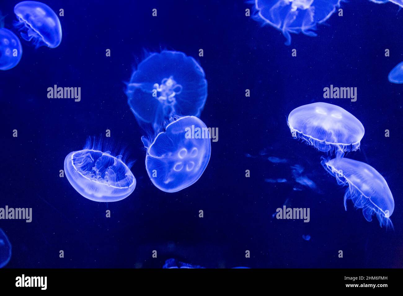 Jellyfish are swimming in deep blue water Stock Photo - Alamy
