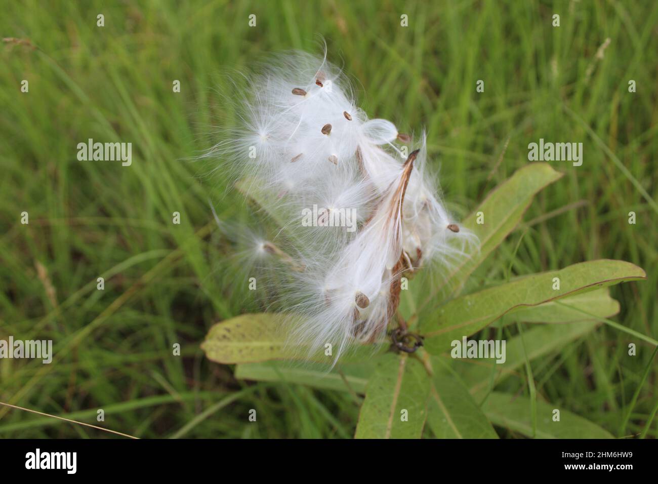 Closeup of milkweed floss at the Chickamauga battlefield site in Georgia Stock Photo