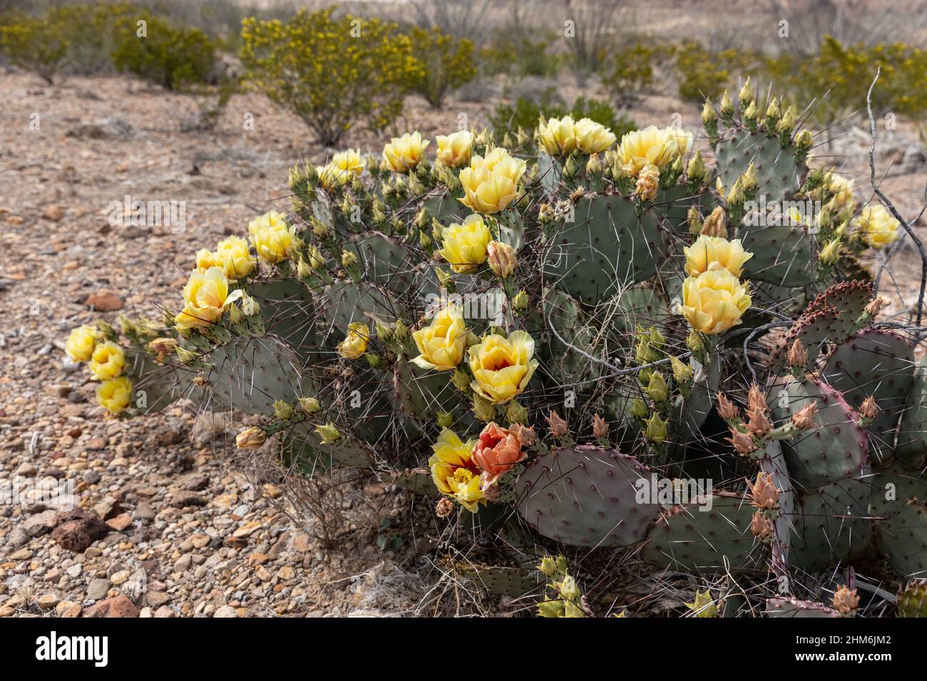 Yellow flowers of a Purple Prickly Pear brighten the Chihuahuan Desert landscape. Stock Photo