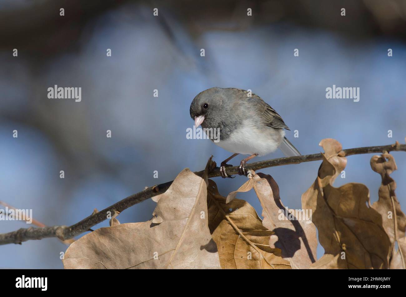 Dark-eyed Junco, Junco hyemalis Stock Photo