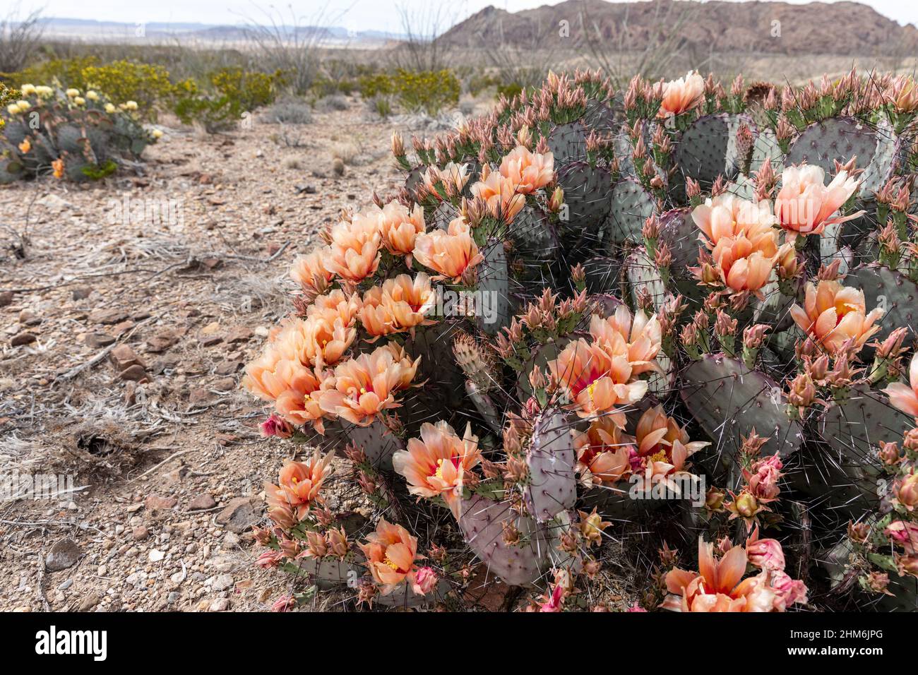 Purple Prickly Pear sports showy apricot flowers in the springtime. Stock Photo