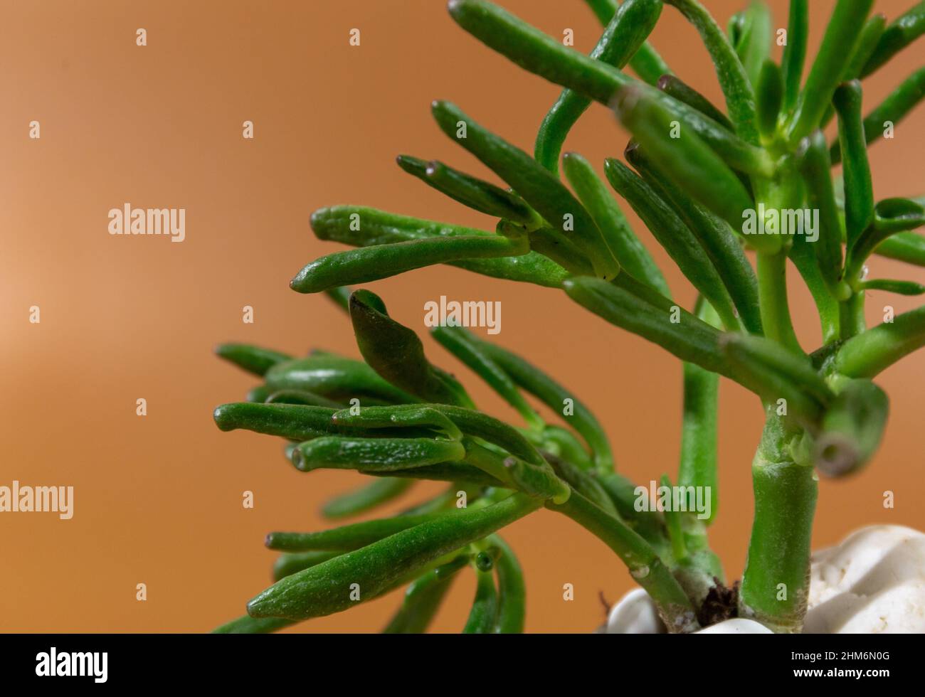 Crassula succulent plant in a white pot on brown background. Indoor gardening, houseplant care Stock Photo