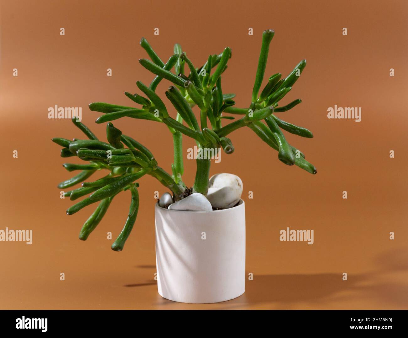 Crassula succulent plant in a white pot on brown background. Indoor gardening, houseplant care Stock Photo
