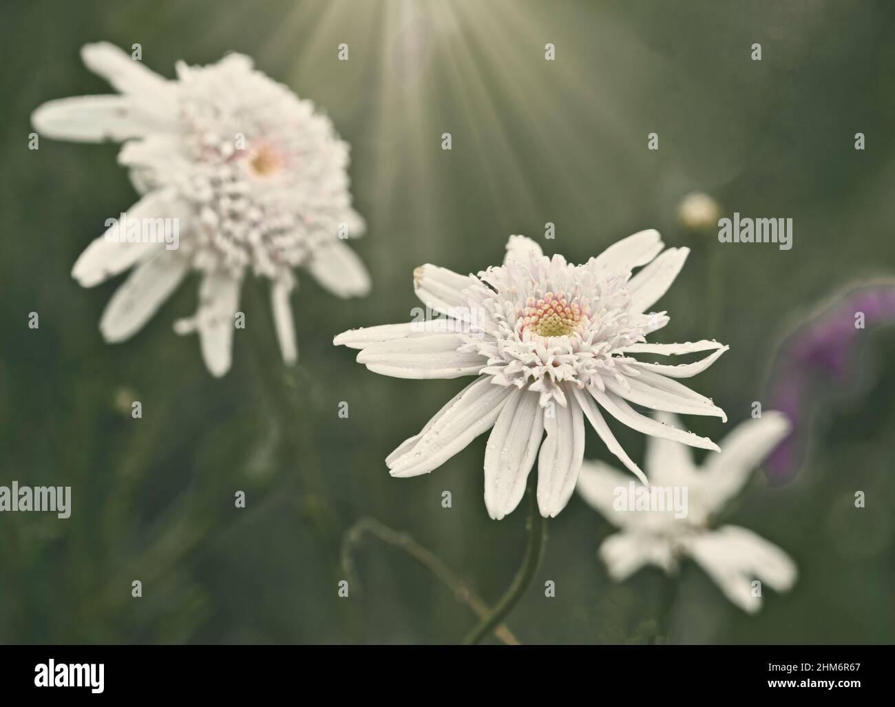 Coleton fishacre in devon hi-res stock photography and images - Alamy